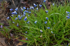 Utricularia lazulina